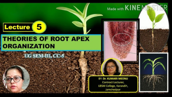 Apex tm785ch root -  updated April 2024