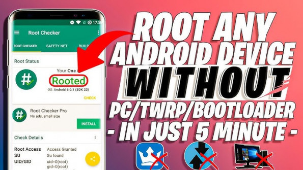 Dimo maron 8 root -  updated May 2024