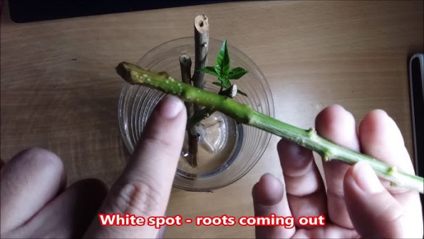 Chilli f02 root -  updated May 2024