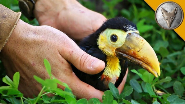Iconbit toucan unknown root -  updated May 2024